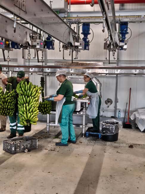 Funchal Agriculture Green Tour - Porto da Cruz and the old rum factory