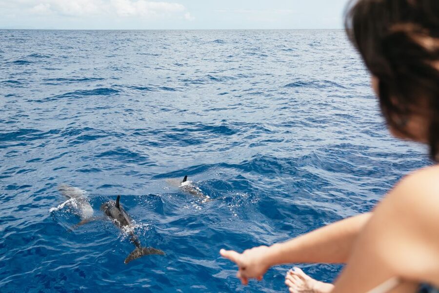 Funchal Bay: Dolphin & Whale Watch Luxury Catamaran Cruise - How the wildlife experience compares with the scenery