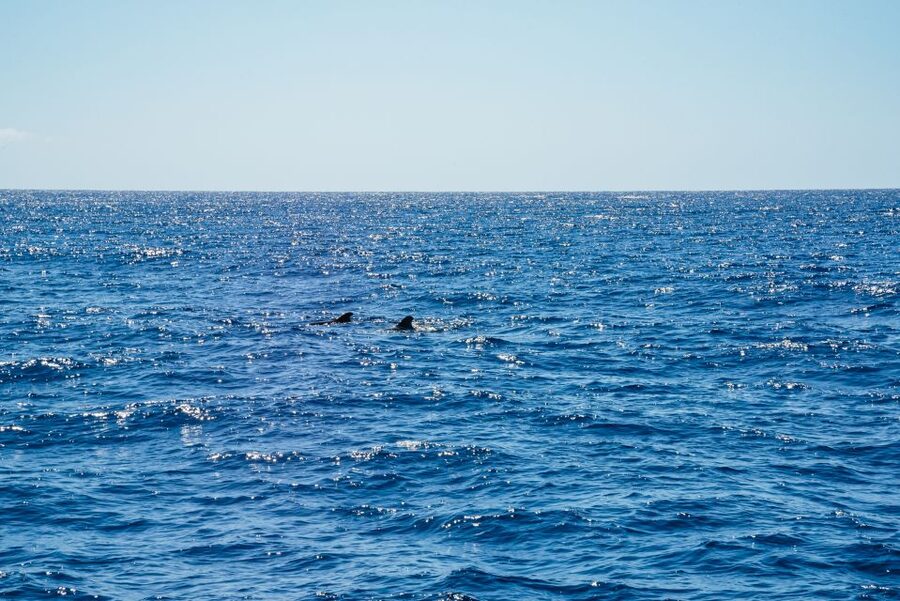 Funchal: Dolphin and Whale Watching by Luxury Catamaran - A small catamaran with room to breathe