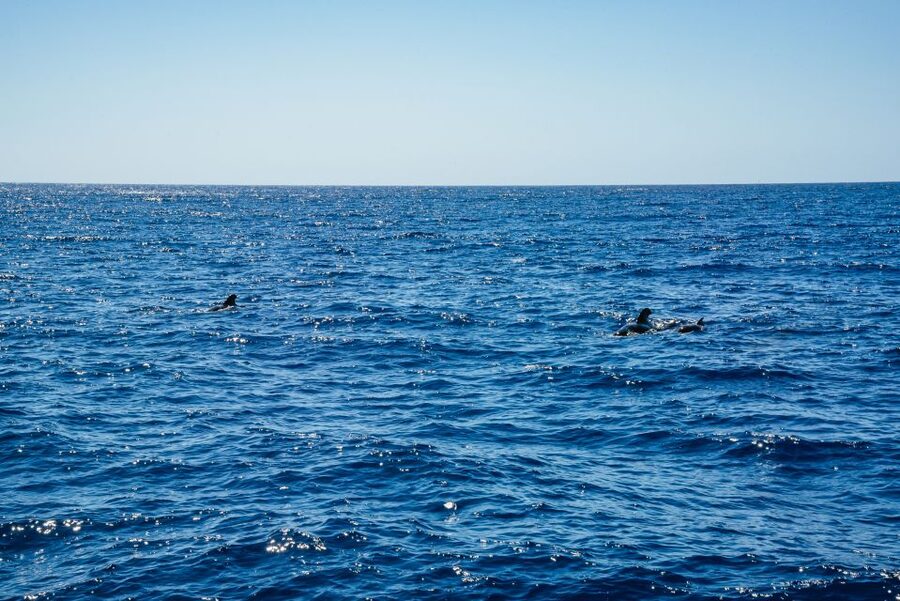 Funchal: Dolphin and Whale Watching by Luxury Catamaran - What the marine-life talk adds