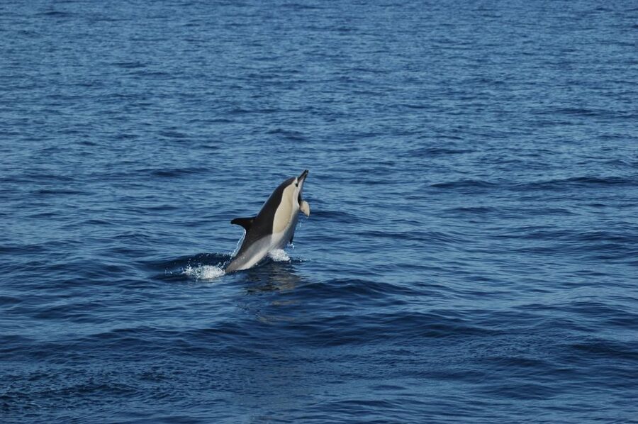 Funchal: Dolphin and Whale Watching Catamaran Cruise - Key points to know before you book