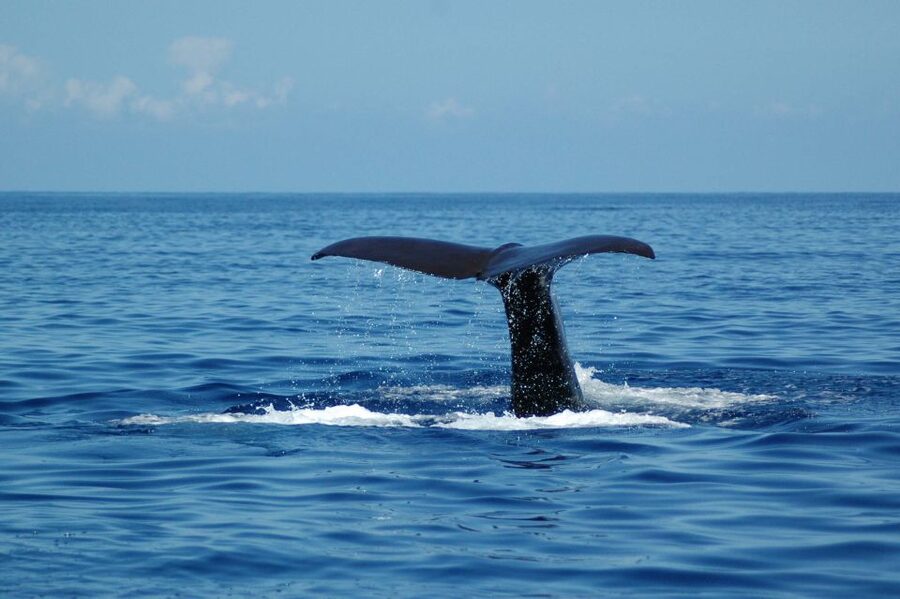 Funchal: Dolphin and Whale Watching Catamaran Cruise - Booking, cancellation, and small practical details