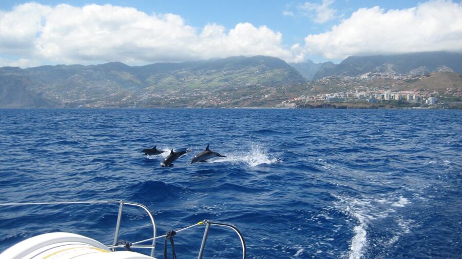 Funchal: Dolphin and Whale Watching Catamaran Cruise - Cabo Girão from the water