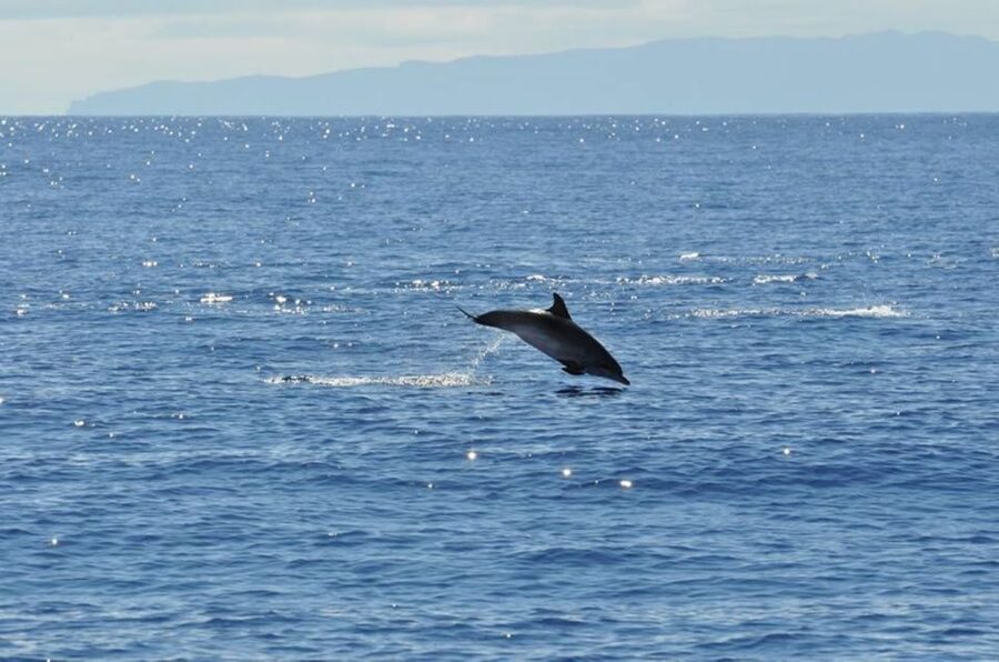 Funchal: Dolphin and Whale Watching Catamaran Cruise - A comfortable boat, with a few sea conditions to consider