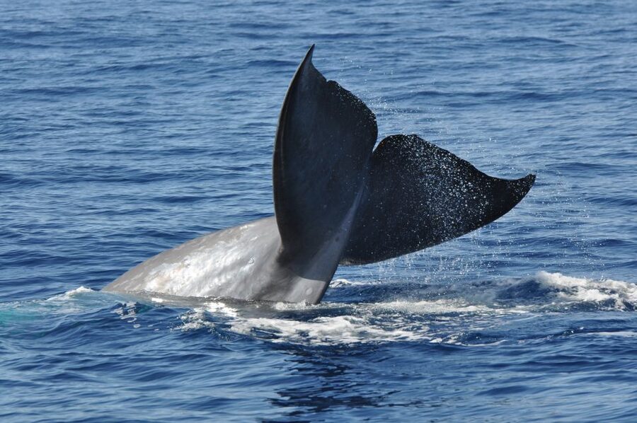 Funchal: Dolphin and Whale Watching Catamaran Cruise - How this experience compares with a simple boat ride
