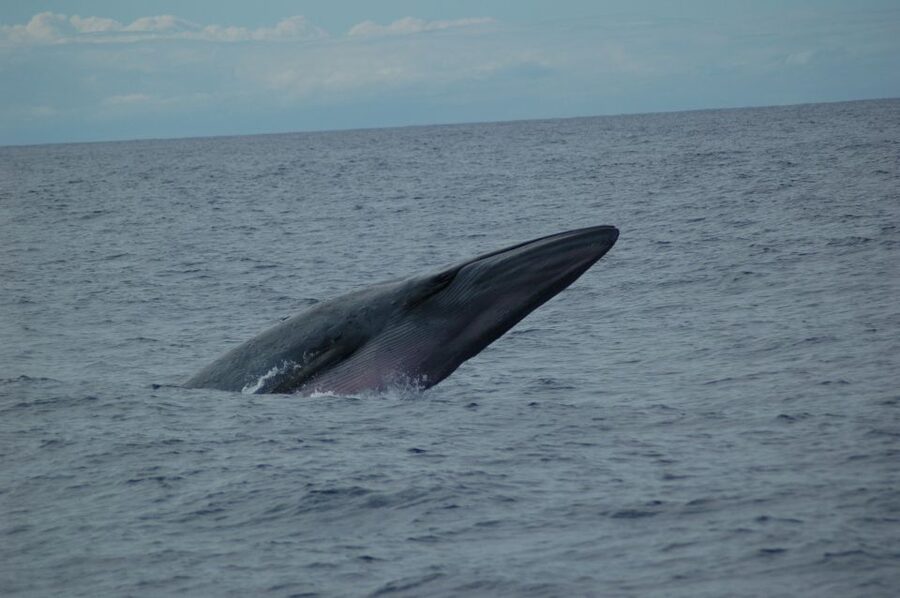 Funchal: Dolphin and Whale Watching Catamaran Cruise - Three hours of searching Madeira’s blue water