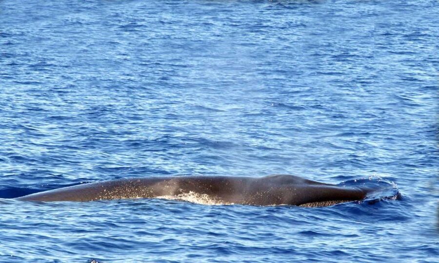 Funchal: Dolphin and Whale Watching Cruise - Practical tips for a better outing