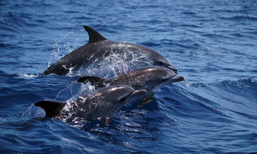 Funchal: Dolphin and Whale Watching Cruise - Outbound from Funchal: coast, speed, and open water