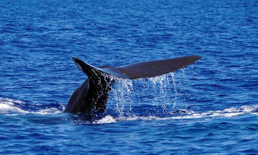 Funchal: Dolphin and Whale Watching Cruise - Finding dolphins and whales in Madeira’s waters