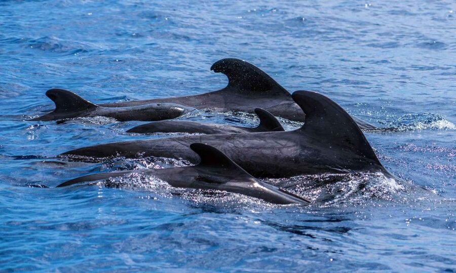 Funchal: Dolphin and Whale Watching Cruise - What makes the guide commentary useful