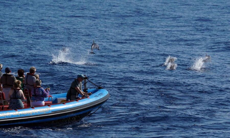 Funchal: Dolphin and Whale Watching Cruise - The ride back can be the roughest part