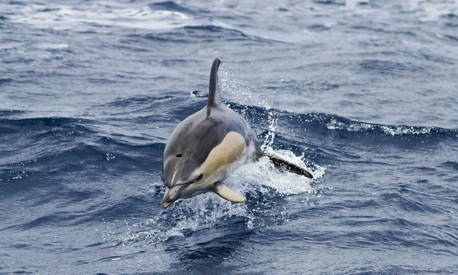 Funchal: Dolphin and Whale Watching Cruise - Is the $58 price good value?