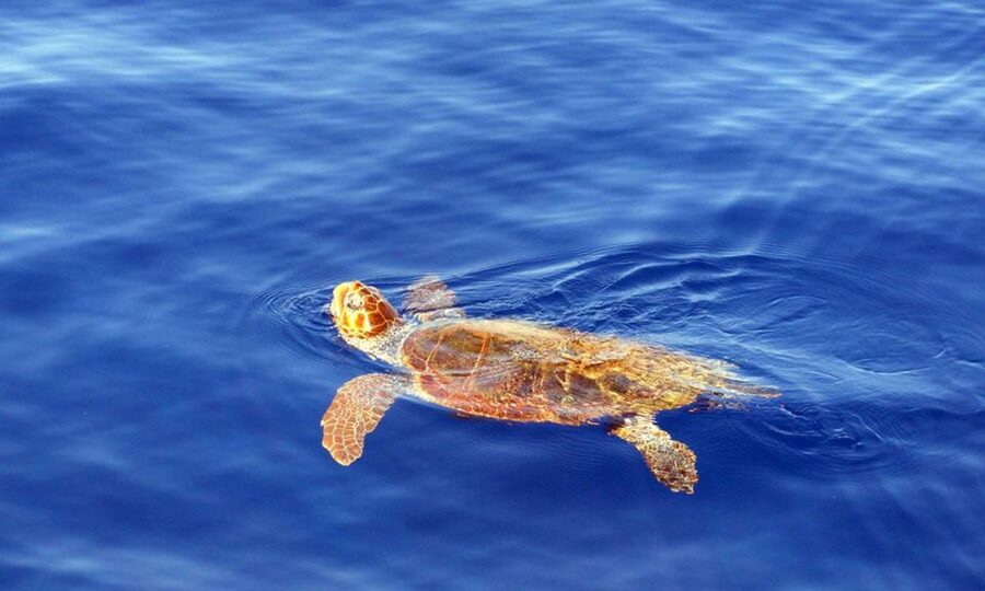 Funchal: Dolphin and Whale Watching Cruise - Who should choose the Sea Safari?