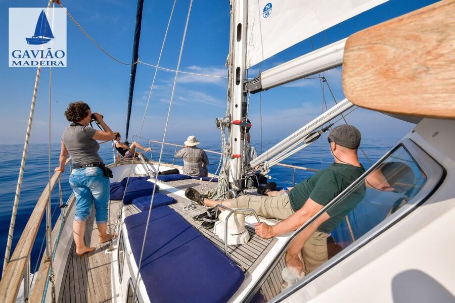 Funchal: Dolphin and Whale Watching Sailing Trip - What the $47 price really gets you