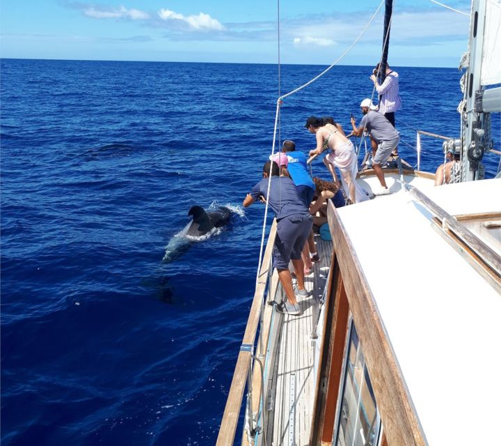 Funchal: Dolphin and Whale Watching Sailing Trip - Who should book this yacht trip?
