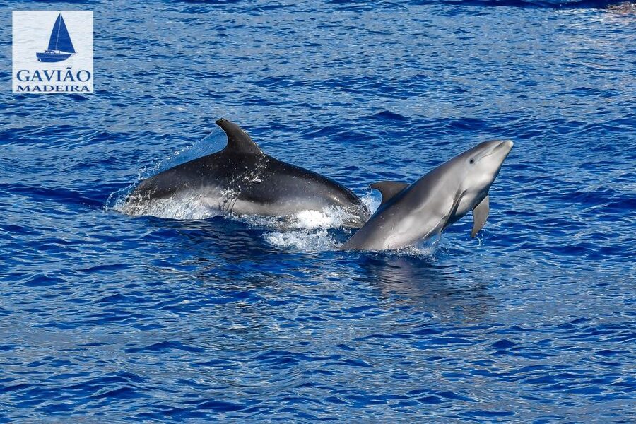 Funchal: Dolphin and Whale Watching Sailing Trip - Booking tips for a smoother outing