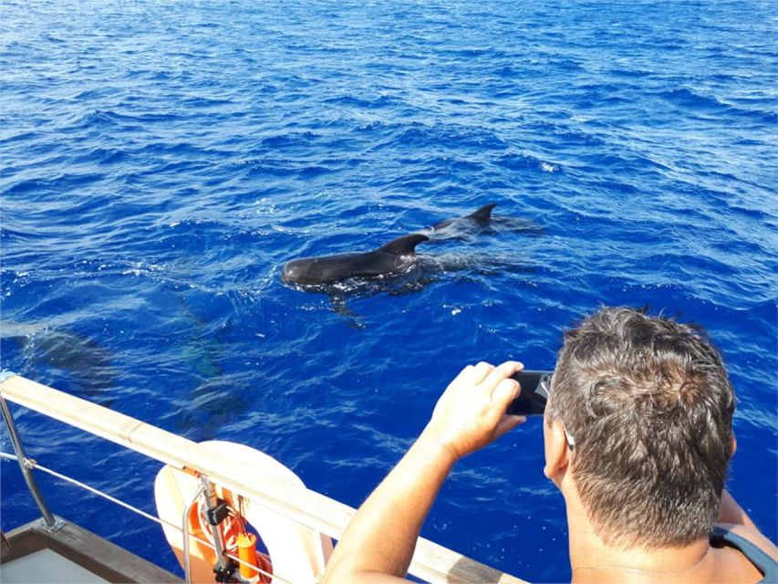 Funchal: Dolphin and Whale Watching Sailing Trip - My verdict on the Funchal dolphin and whale trip