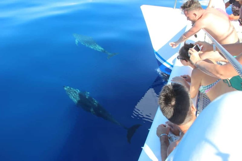 Funchal:Hop-on Hop-off Bus & Whale & Dolphin boat Excursion - What the two-day schedule really means