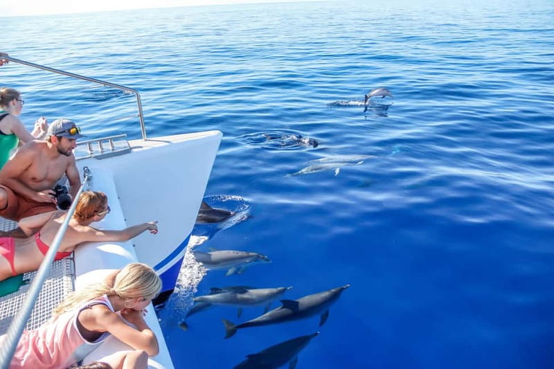 Funchal:Hop-on Hop-off Bus & Whale & Dolphin boat Excursion - Starting at Avenida do Mar