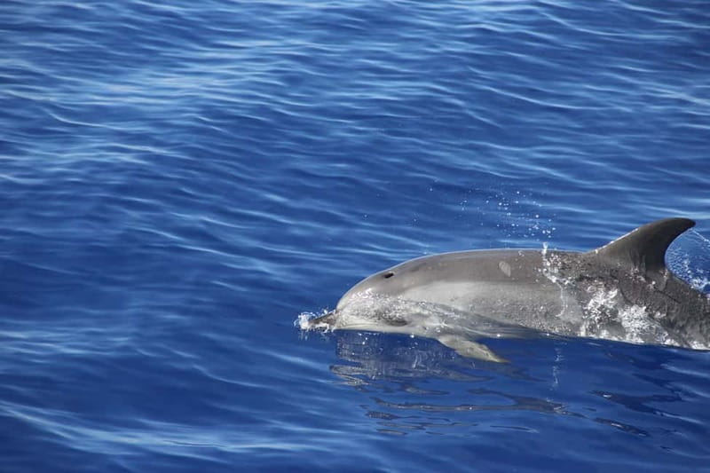 Funchal:Hop-on Hop-off Bus & Whale & Dolphin boat Excursion - The coast to Câmara de Lobos