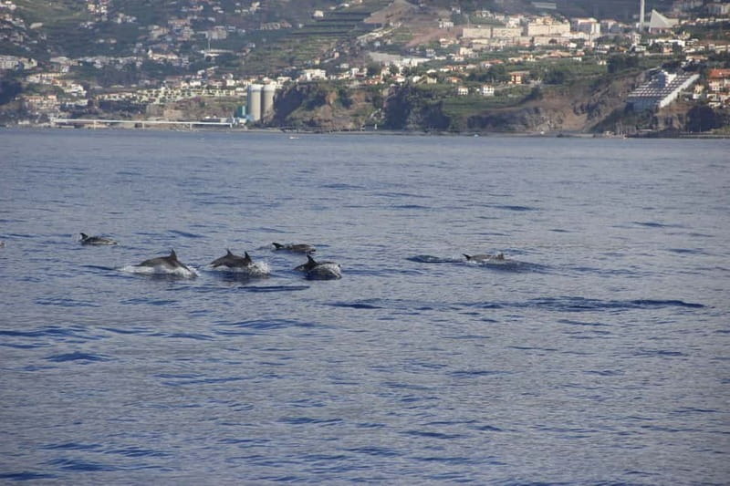 Funchal:Hop-on Hop-off Bus & Whale & Dolphin boat Excursion - Swimming at Fajã do Cabo Girão