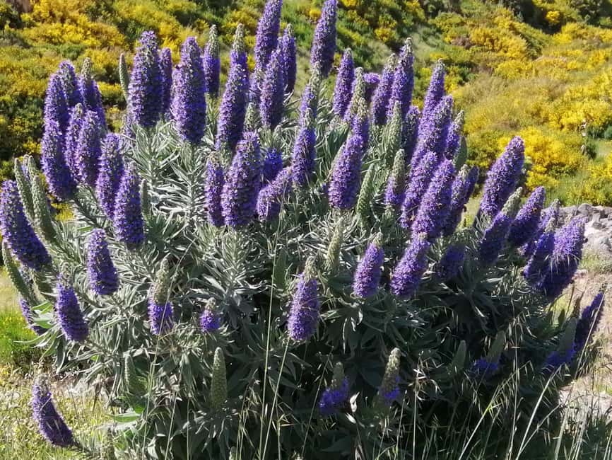 Funchal: Nuns Valley Easy Walk with Mountain Surroundings - The road to Eira do Serrado changes the scale