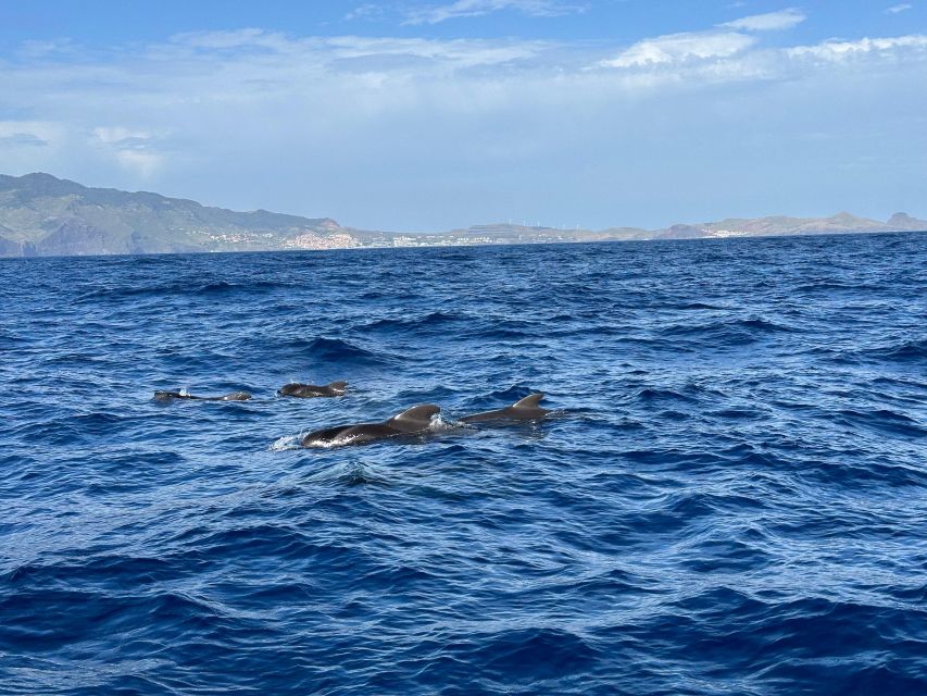 Funchal: RIB Whale Watching Cruise and Optional Dolphin Swim - Key points to know before you book