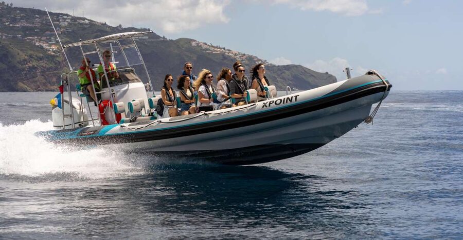 Funchal: RIB Whale Watching Cruise and Optional Dolphin Swim - What you may see from the RIB