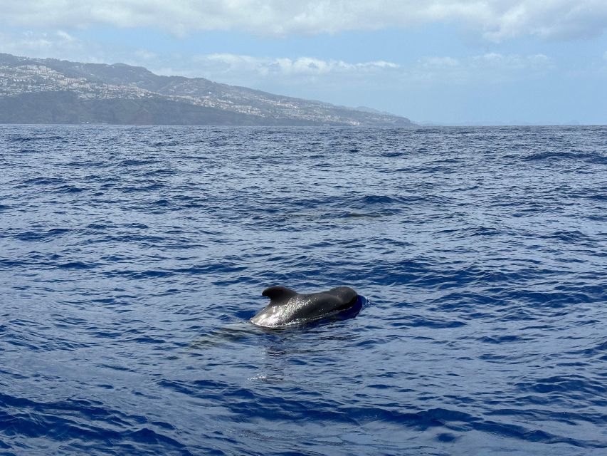 Funchal: RIB Whale Watching Cruise and Optional Dolphin Swim - What to wear and bring to Funchal’s marina