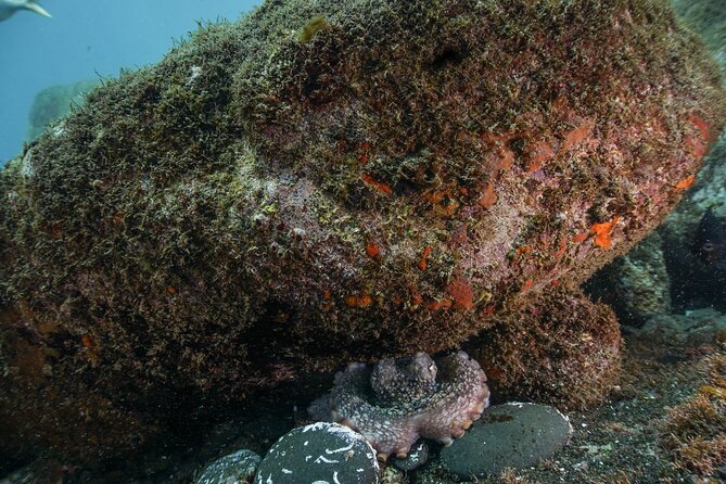 Funchal: Scuba Diving Experience for Beginners - Key details before you book