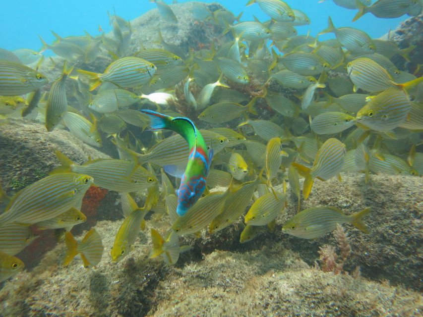 Funchal: Scuba Diving Experience for Beginners - What the experience feels like underwater