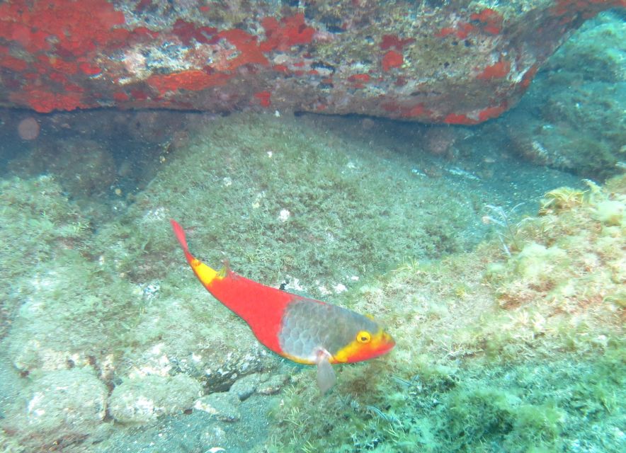 Funchal: Scuba Diving Experience for Beginners - How much value do you get for $53?