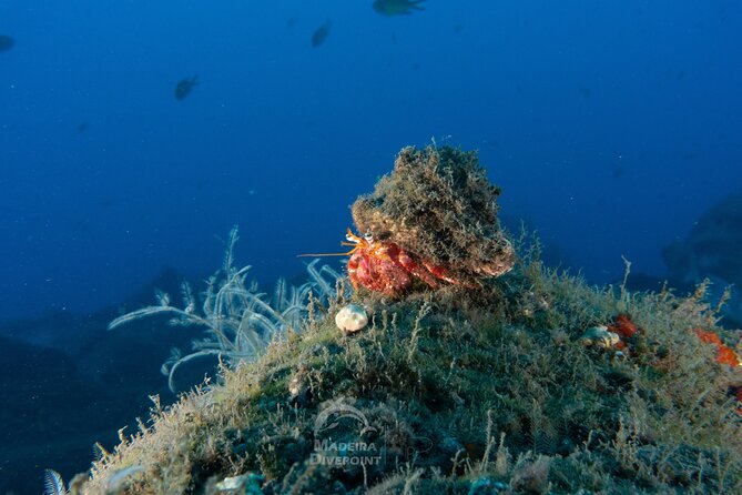 Funchal: Scuba Diving Experience for Beginners - Finding Madeira Divepoint inside the Pestana Carlton