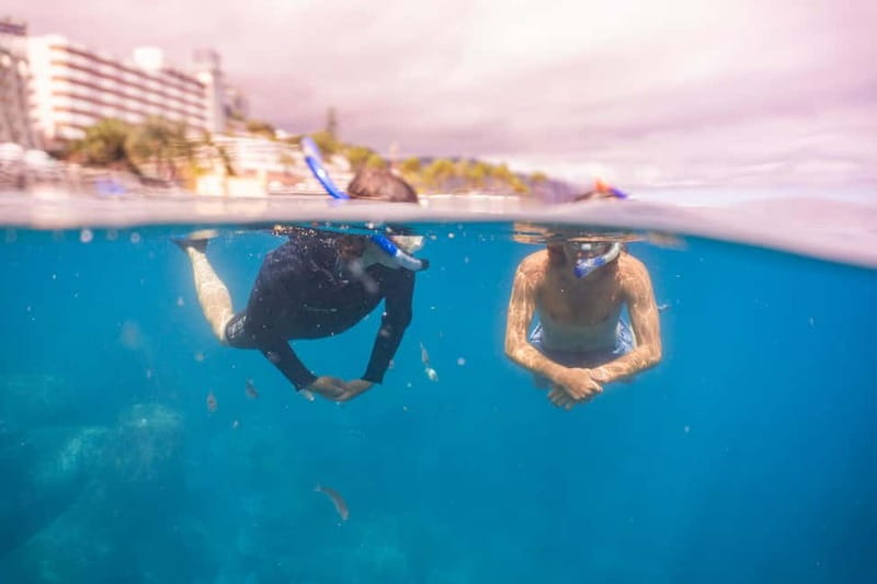 Funchal: Snorkeling Adventure in Eco-Park / Shore or by Boat - What you might see over the house reef
