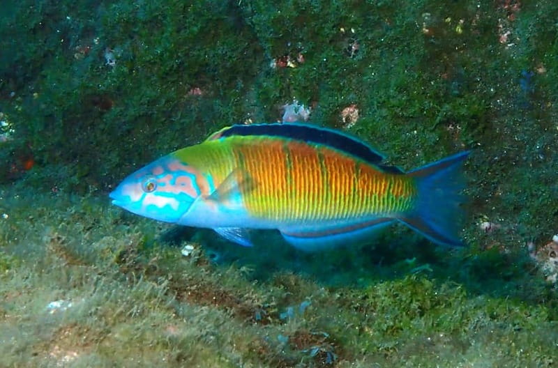 Funchal: Snorkeling Adventure in Eco-Park / Shore or by Boat - Why the $17 price can be good value