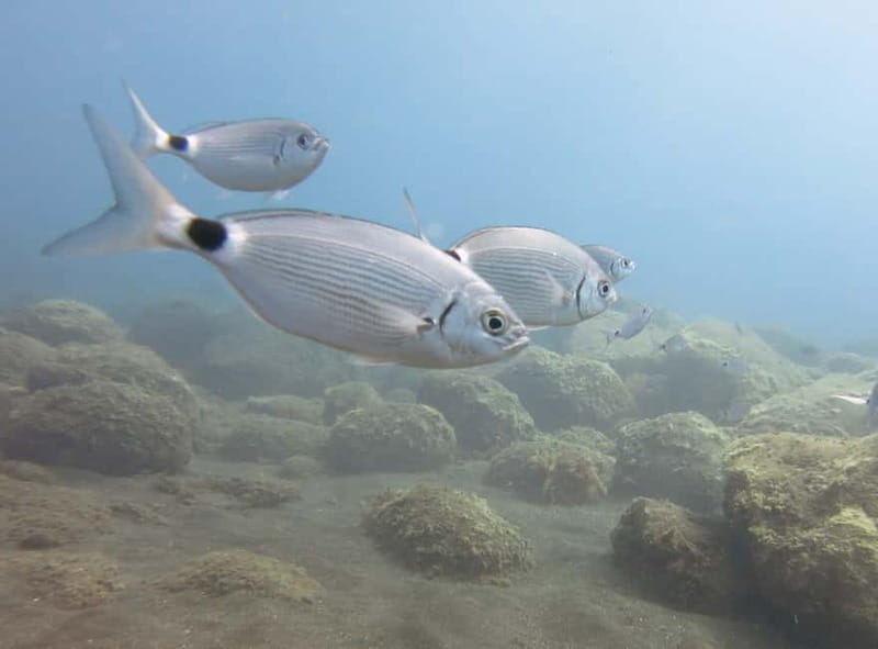 Funchal: Snorkeling Adventure in Eco-Park / Shore or by Boat - When sea conditions change the plan