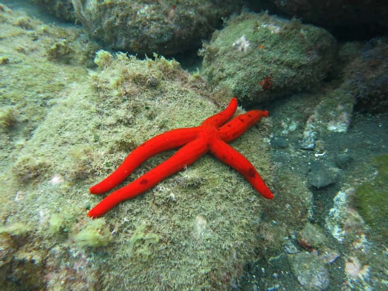 Funchal: Snorkeling Adventure in Eco-Park / Shore or by Boat - The short lesson makes the water easier to enjoy