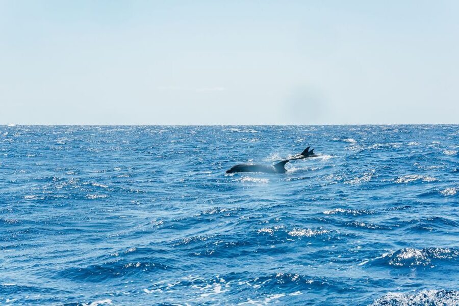 Funchal: Whale and Dolphin Watching Speed Boat Tour - What the marine biologist adds to the experience