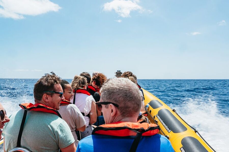 Funchal: Whale and Dolphin Watching Speed Boat Tour - The species you might see around Madeira