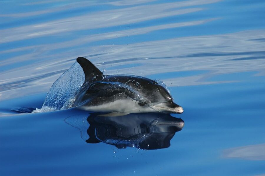 Funchal: Whale and Dolphin Watching Speed Boat Tour - Watching Madeira’s coast from the water