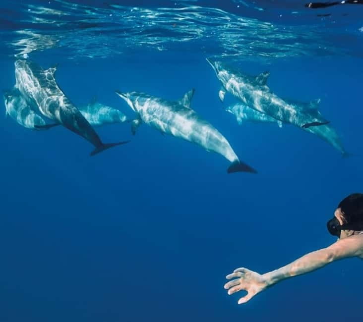 Funchal: Whale Watching and Swimming with Dolphins Cruise - Leaving Funchal for Madeira’s open water