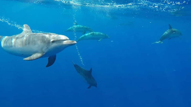 Funchal: Whale Watching and Swimming with Dolphins Cruise - Why the lookout system matters