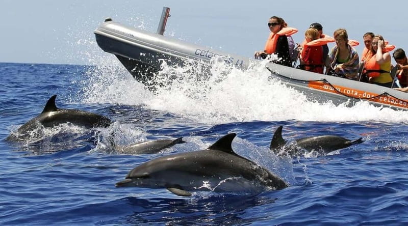 Funchal: Whale Watching and Swimming with Dolphins Cruise - Swimming with dolphins and turtles