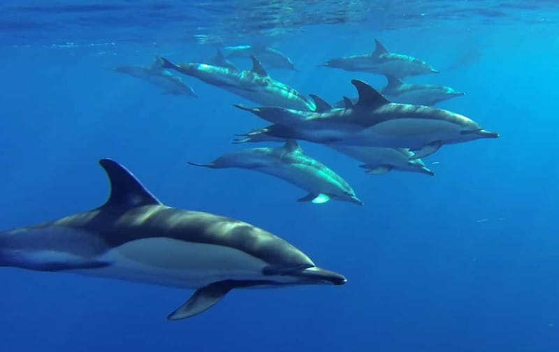 Funchal: Whale Watching and Swimming with Dolphins Cruise - What the boat ride feels like