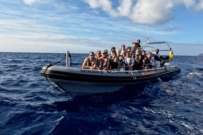 Funchal: Whale Watching and Swimming with Dolphins Cruise - Price, refunds, and overall value