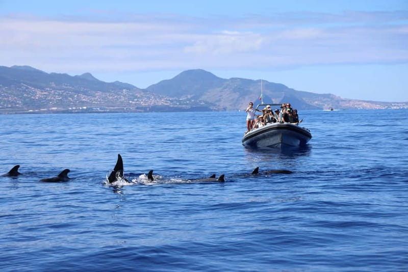 Funchal: Whale Watching and Swimming with Dolphins Cruise - Practical tips before you book