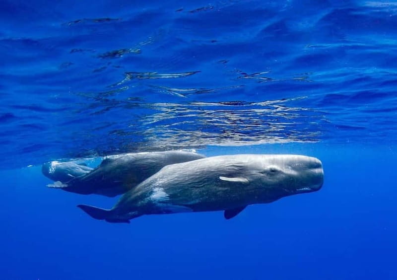 Funchal: Whale Watching and Swimming with Dolphins Cruise - Should you book this whale-watching trip?