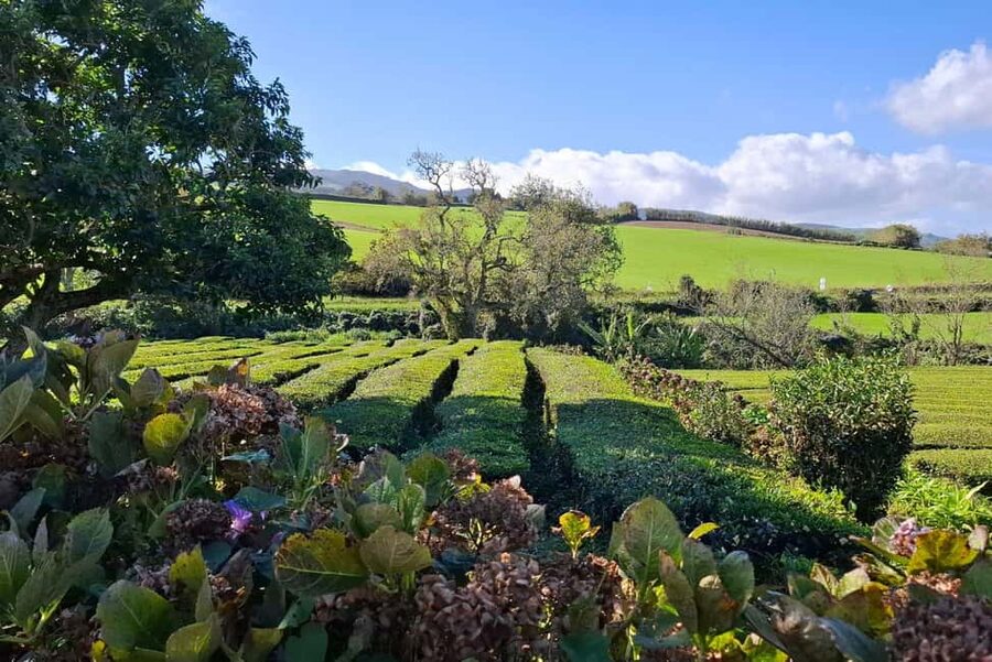 Furnas: Volcano Crater, Lake, Tea Plantation, and Waterfall - Key points at a glance
