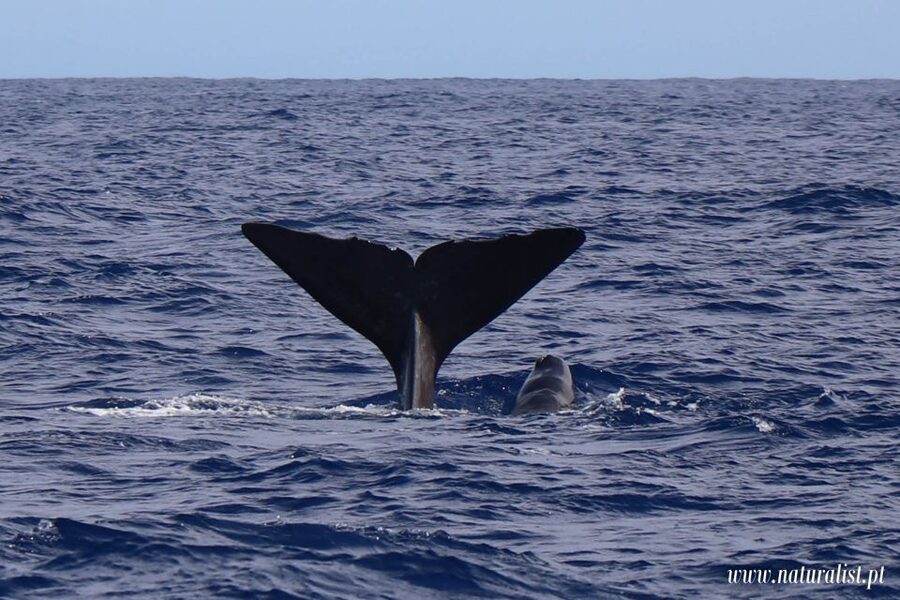 Horta: University Startup Whale and Dolphin RIB Boat Trip - Key points before you book