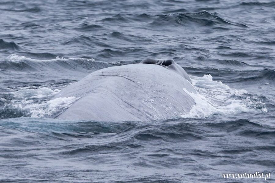 Horta: University Startup Whale and Dolphin RIB Boat Trip - Who will enjoy this Horta whale trip most